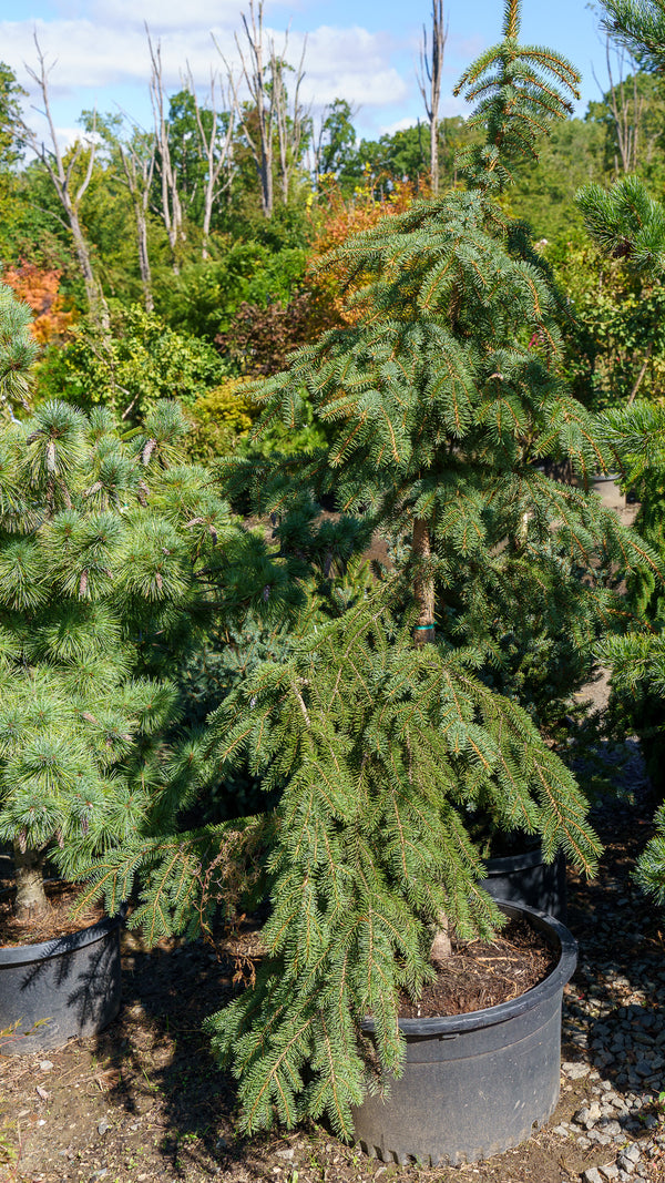 Hugo's Weeping Colorado Spruce