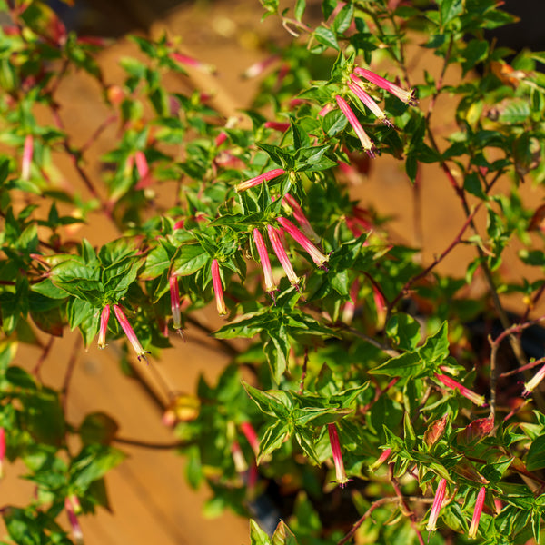 Hummingbird Lunch Firecracker Plant