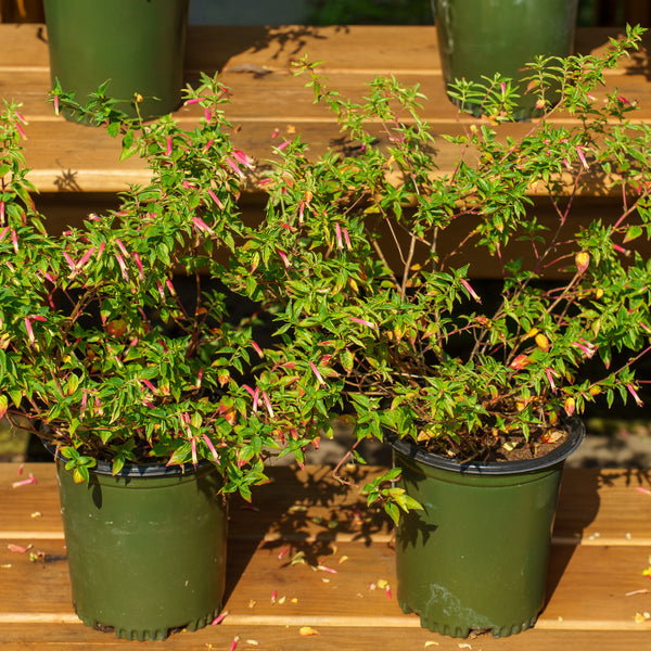 Hummingbird Lunch Firecracker Plant