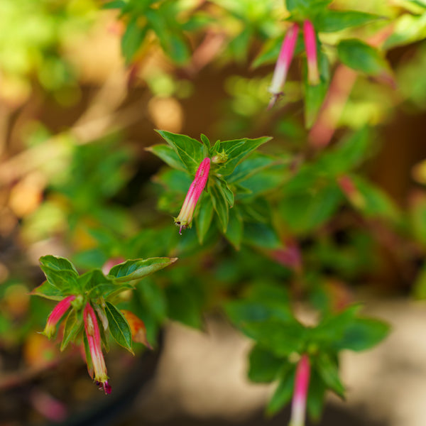 Hummingbird Lunch Firecracker Plant