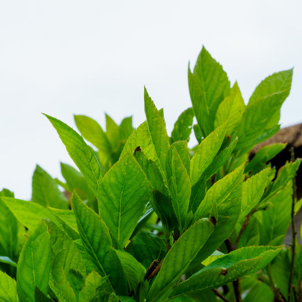 Hummingbird Summersweet - Summersweet - Shrubs