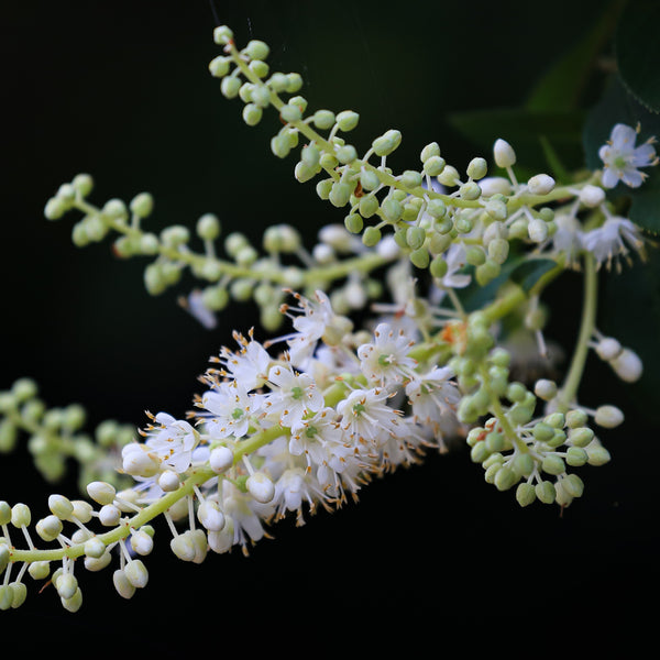 Hummingbird Summersweet - Summersweet - Shrubs