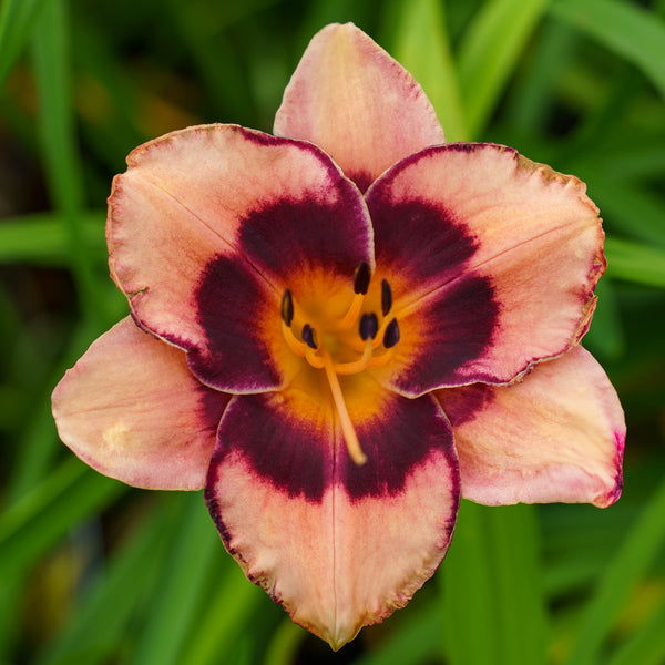 Hungry Eyes Daylily