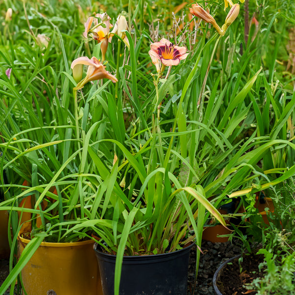 Hungry Eyes Daylily