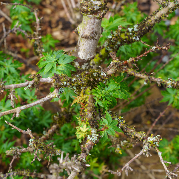 Hupp's Dwarf Japanese Maple