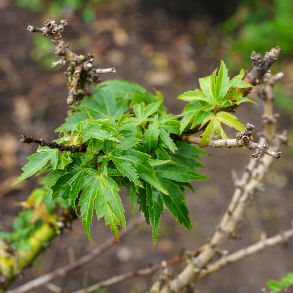 Hupp's Dwarf Japanese Maple