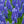 Load image into Gallery viewer, Hyacinth - Early Spring Other Perennials - Perennials
