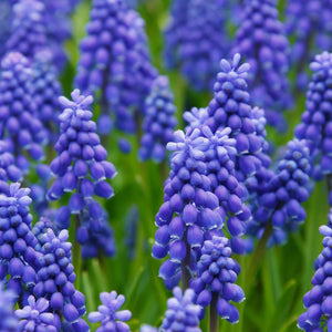Hyacinth - Early Spring Other Perennials - Perennials