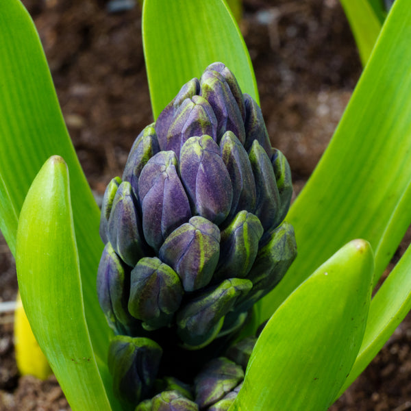 Hyacinth - Early Spring Other Perennials - Perennials