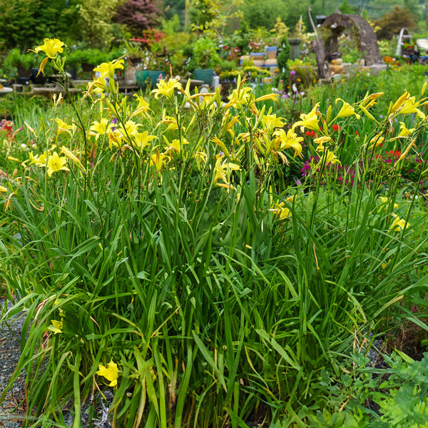 Hyperion Daylily