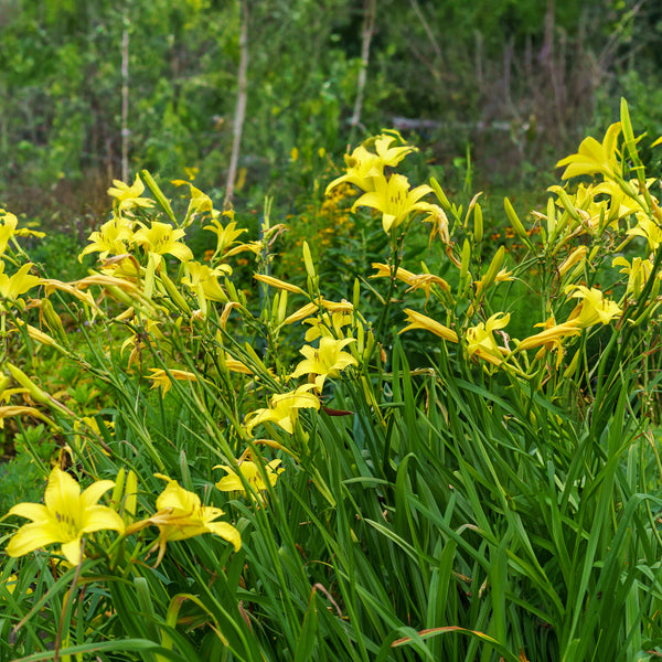 Hyperion Daylily