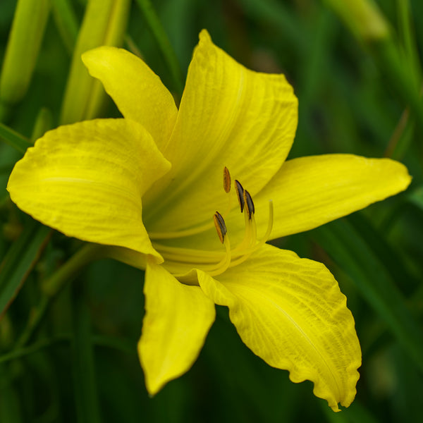 Hyperion Daylily