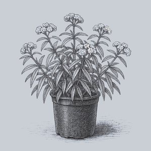 Ice Ballet Swamp Milkweed