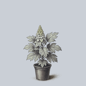 Ice Crystal Oakleaf Hydrangea