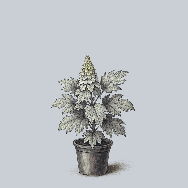 Ice Crystal Oakleaf Hydrangea