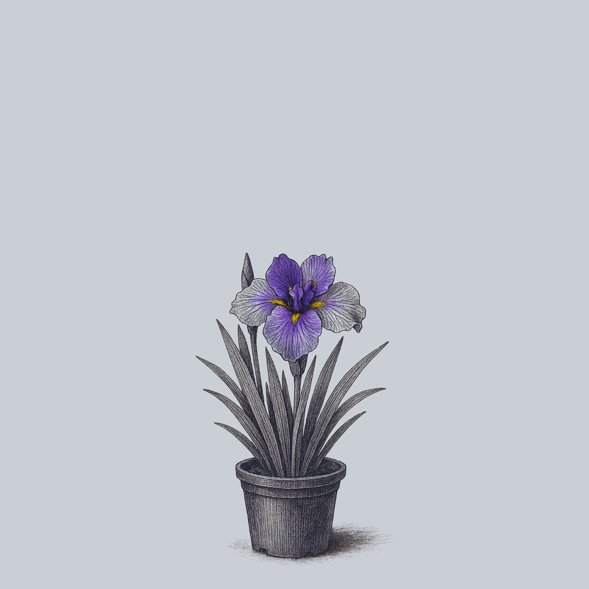 aglaonema ice cream Ice Cream Dinner Plate Japanese Iris – Plant Detectives