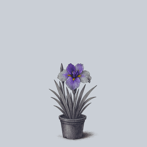 Ice Cream Dinner Plate Japanese Iris