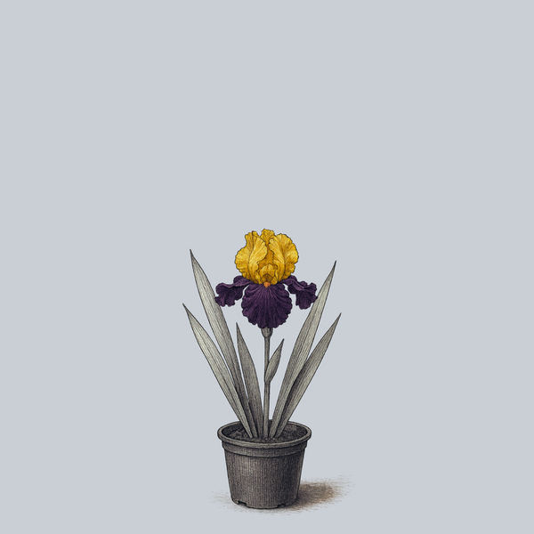 Idol Bearded Iris