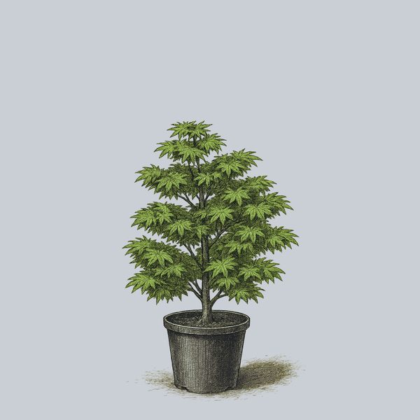 Ikandi Japanese Maple