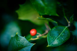 Satyr Hill American Holly - Holly - Hollies