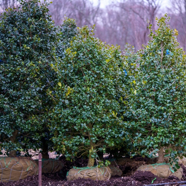 Satyr Hill American Holly - Holly - Hollies