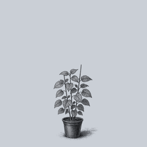 Illinois Everbearing Mulberry