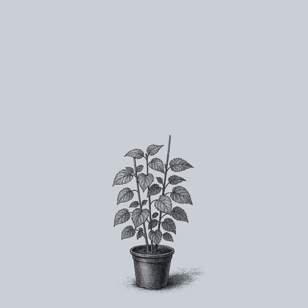 Illinois Everbearing Mulberry