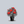 Load image into Gallery viewer, Impatient Rose
