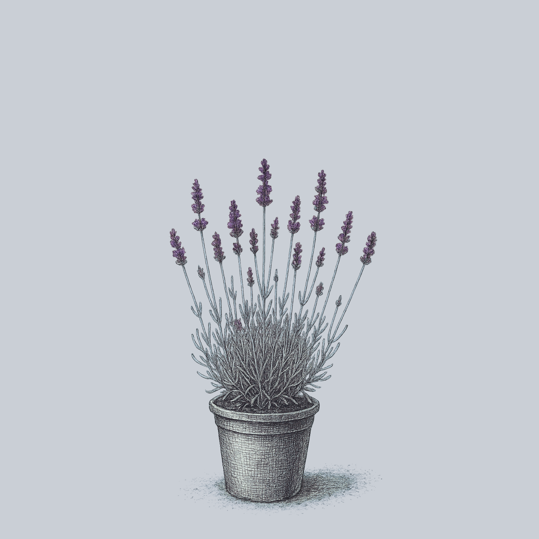 Imperial Gem English Lavender – Plant Detectives
