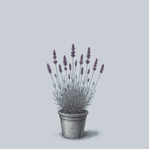 Imperial Gem English Lavender