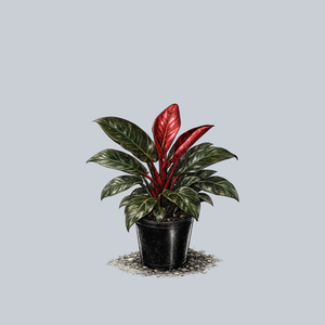 Imperial Red Philodendron