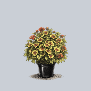 Indian Dunes Geranium