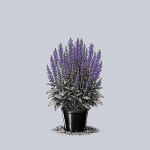 Indiglo Girl Meadow Sage