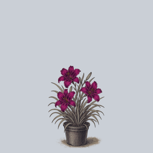 Indian Giver Daylily