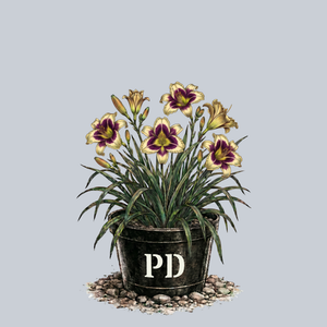 Inkheart Daylily