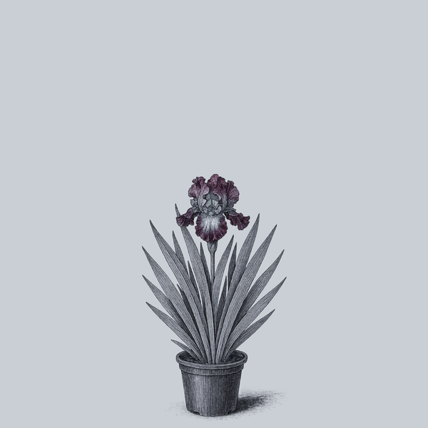 Innocent Star Bearded Iris