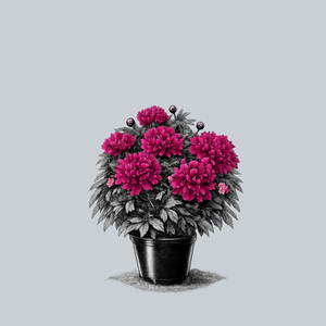 Inspecteur Lavergne Peony