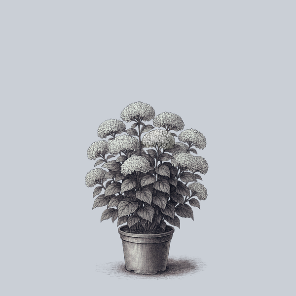 Invincibelle Limetta Smooth Hydrangea