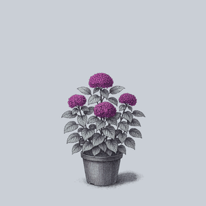 Invincibelle Mini Mauvette Hydrangea