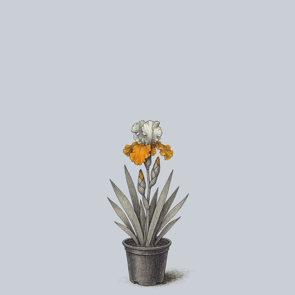Invitation Bearded Iris