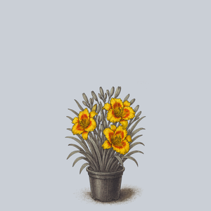 Irresistible Charm Daylily