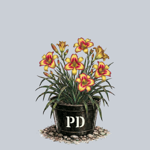 Irresistible Charm Daylily