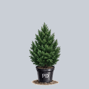 Iseli Green Hinoki Cypress