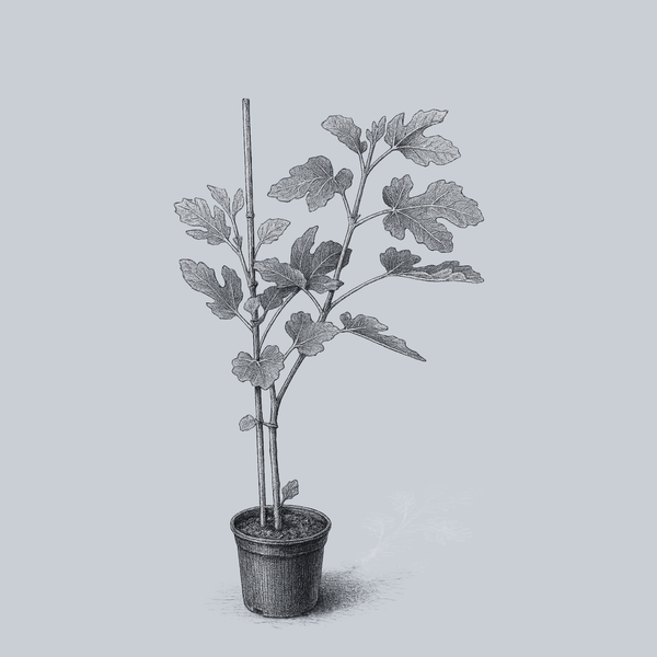 Italian Honey Fig Tree