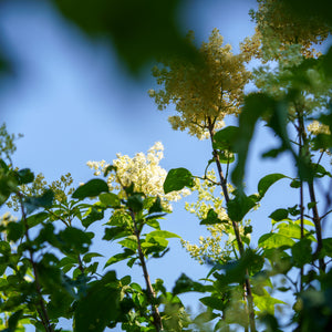 Shrubs - Ivory Silk Lilac Tree