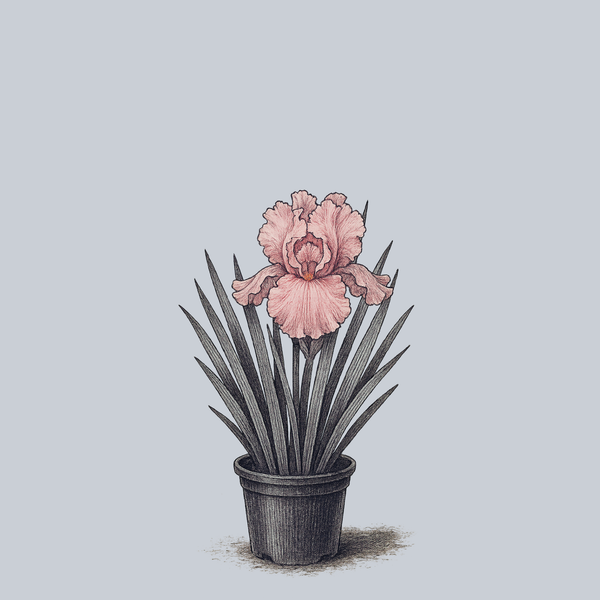 I Pink I Can Bearded Iris