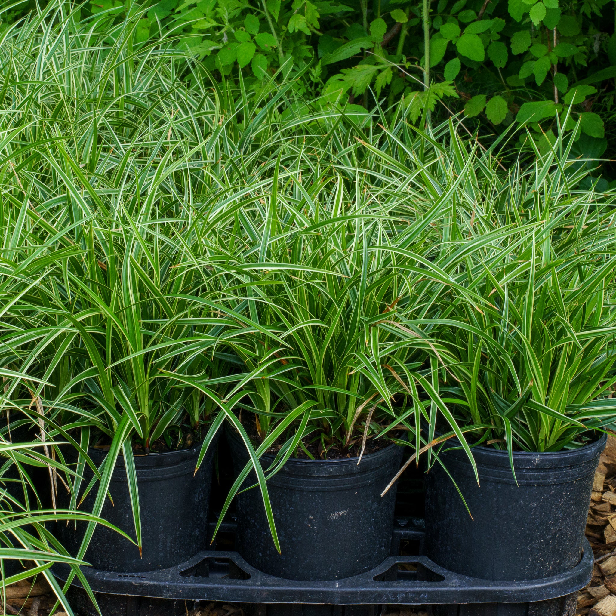 Ice Dance Sedge  Plant Detectives