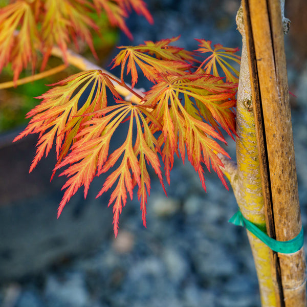 Ice Dragon Maple - Japanese Maple - Japanese Maples