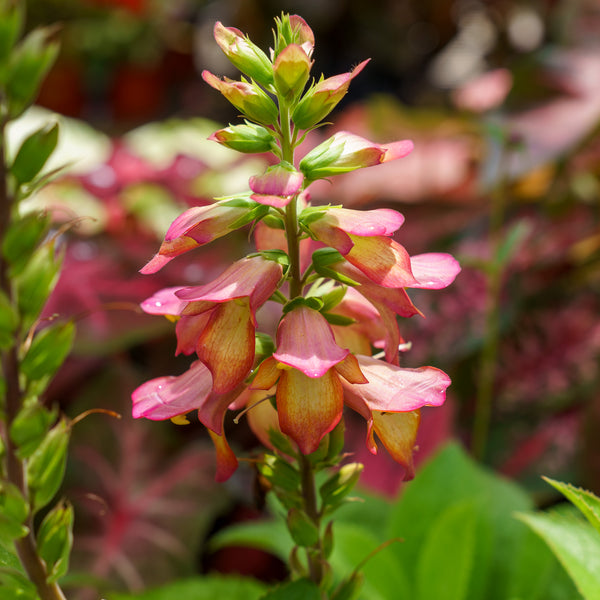 Illumination Flame Hybrid Foxglove