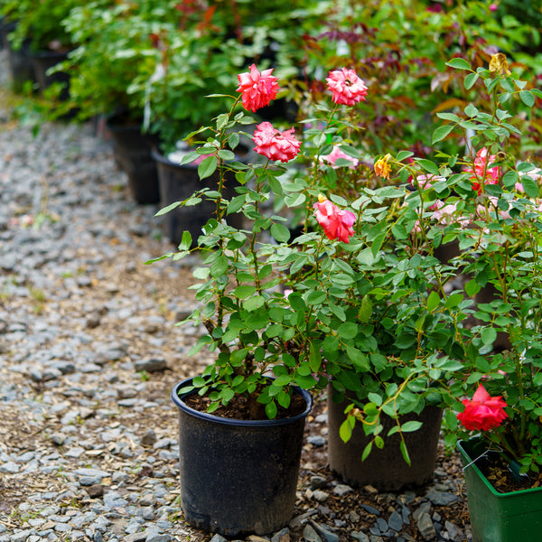 Impatient Floribunda Rose